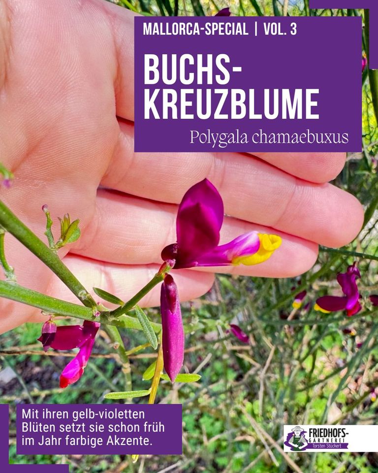 Hand hält Buchs-Kreuzblume (Polygala chamaebuxus), gelb-violette Blüte, Mallorca-Spezial.