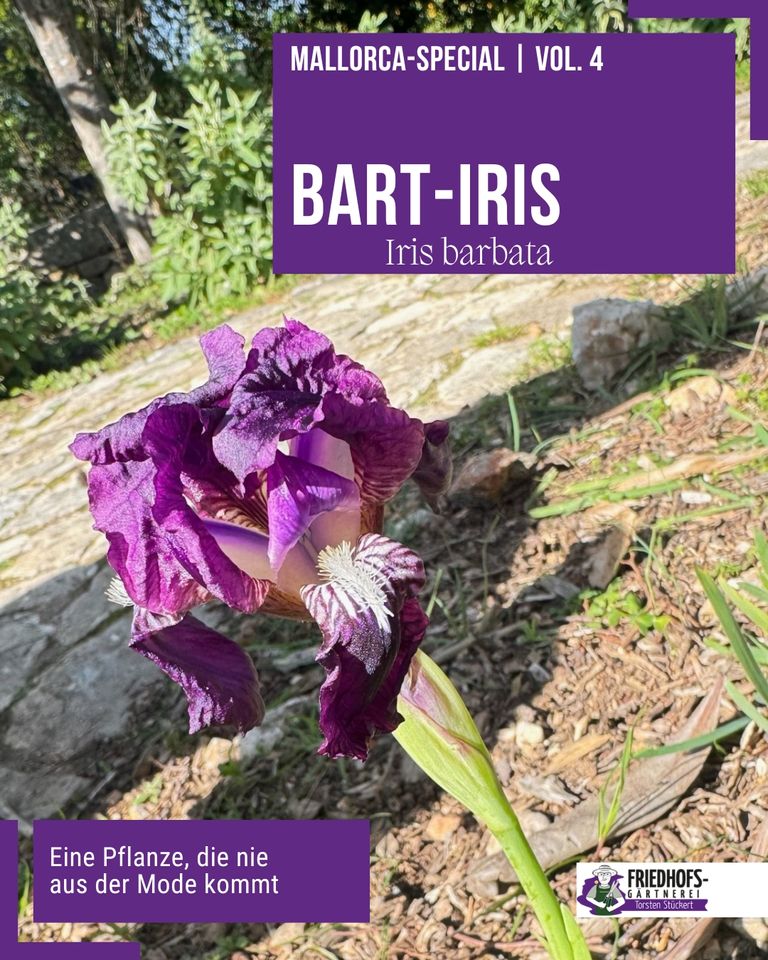 Violette Bart-Iris (Iris barbata) in natürlicher Umgebung, Mallorca-Spezial.