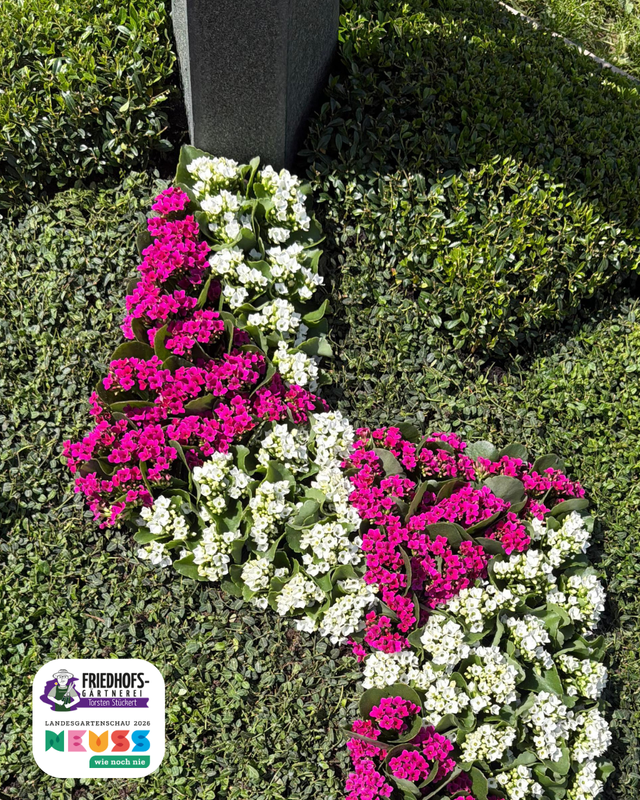 Bunte Blumenarrangements aus weißen und pinken Blüten auf Rasen vor Grabstein.