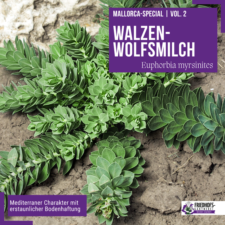 Walzen-Wolfsmilch (Euphorbia myrsinites) – mediterrane Pflanze mit einzigartiger Bodenhaftung.