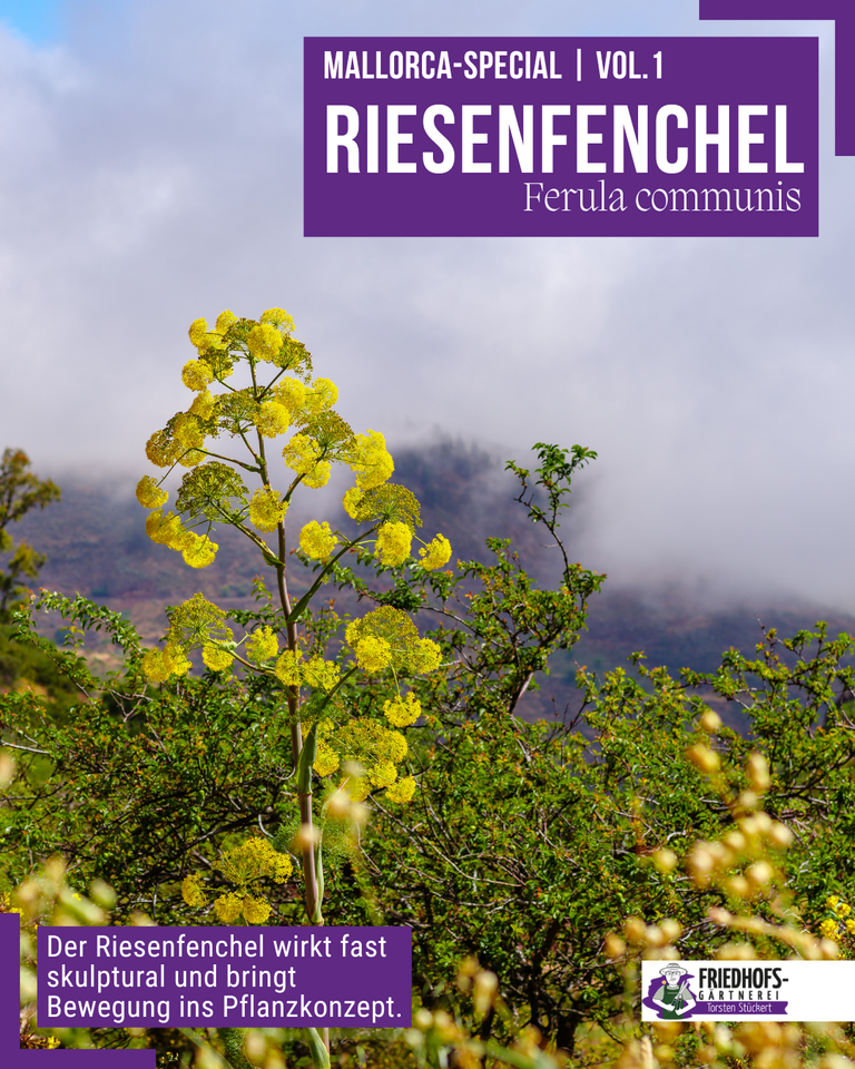 Riesenfenchel (Ferula communis) auf Mallorca – imposante Wildpflanze mit markanter Erscheinung.